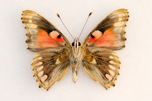 Vanessa cardui cold shock abb underside (Internet Image property of respective owner, non-commercial use only)
